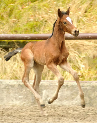 Trakehner Filly by Saint Cyr out of Pr. u. StPrSt. Karena by  Freudenfest - Foto: Beate Langels, Trakehner Gest t H melschenburg