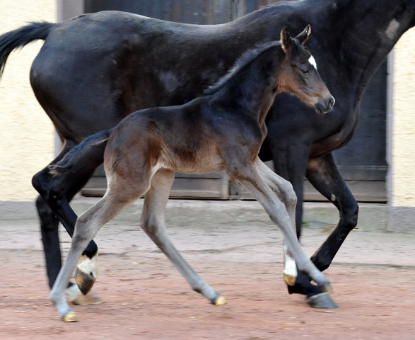 Trakehner Hengstfohlen von Kostolany u.d. Schwalbenfeder v. Summertime - Foto: Beate Langels