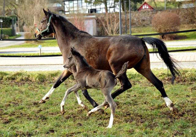 Schwalbendiva von Totilas mit ihrem Hengstfohlen von De Niro - Foto: Beate Langels - Trakehner Gestt Hmelschenburg