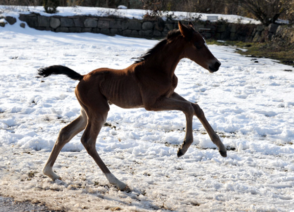 Trakehner Filly by Freudenfest out of Karalina by Exclusiv  - Foto Beate Langels Zchter : Trakehner Gestt Hmelschenburg