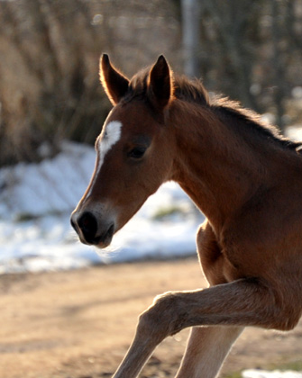 Trakehner Filly by Freudenfest out of Karalina by Exclusiv  - Foto: Beate Langels - Trakehner Gestt Hmelschenburg