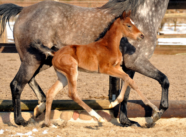 Stutfohlen von von Oliver Twist u.d. Teatime v. Summertime - Trakehner Gestt Hmelschenburg - Foto Beate Langels