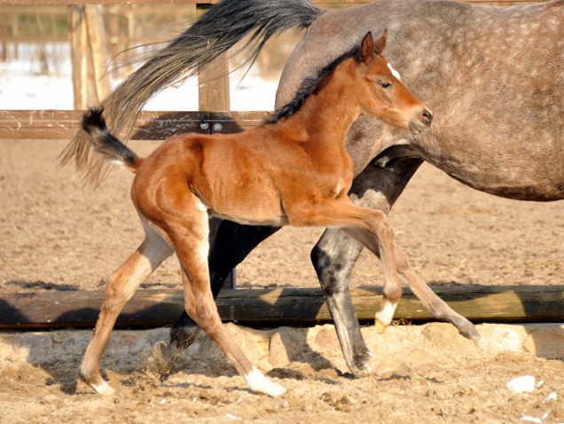 Stutfohlen von von Oliver Twist u.d. Teatime v. Summertime - Trakehner Gestt Hmelschenburg - Foto Beate Langels