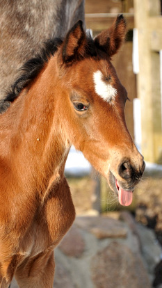 Stutfohlen von von Oliver Twist u.d. Teatime v. Summertime - Trakehner Gestt Hmelschenburg - Foto Beate Langels