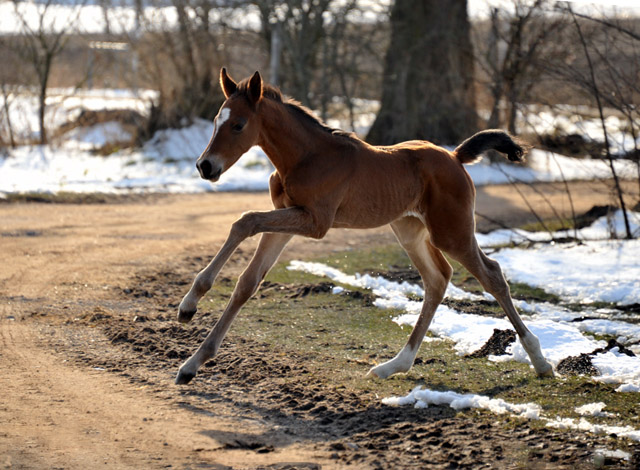 Trakehner Filly by Freudenfest out of Karalina by Exclusiv  - Foto Beate Langels Zchter : Trakehner Gestt Hmelschenburg