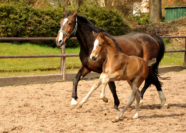 4 Wochen alt Hengstfohlen von Saint Cyr u.d. Princess B von Coriander - Foto: Beate Langels Gestt Hmelschenburg