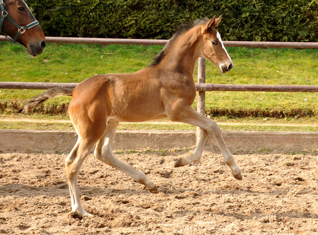 4 Wochen alt Hengstfohlen von Saint Cyr u.d. Princess B von Coriander - Foto: Beate Langels Gestt Hmelschenburg