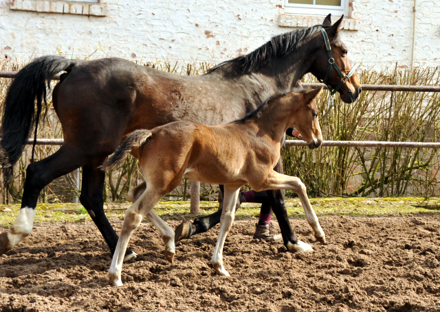 4 Wochen alt Hengstfohlen von Saint Cyr u.d. Princess B von Coriander - Foto: Beate Langels Gestt Hmelschenburg