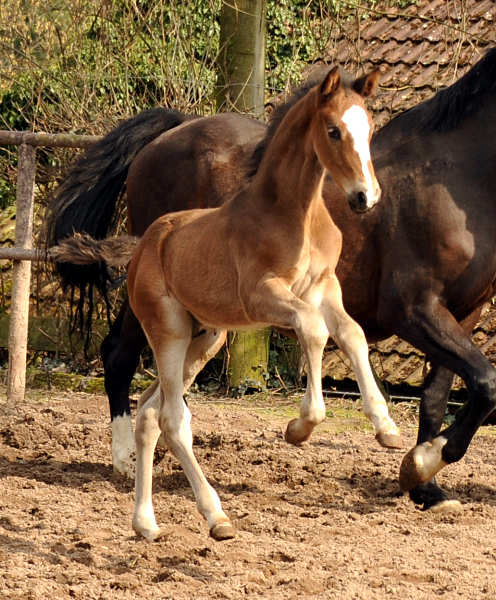 4 Wochen alt Hengstfohlen von Saint Cyr u.d. Princess B von Coriander - Foto: Beate Langels Gestt Hmelschenburg