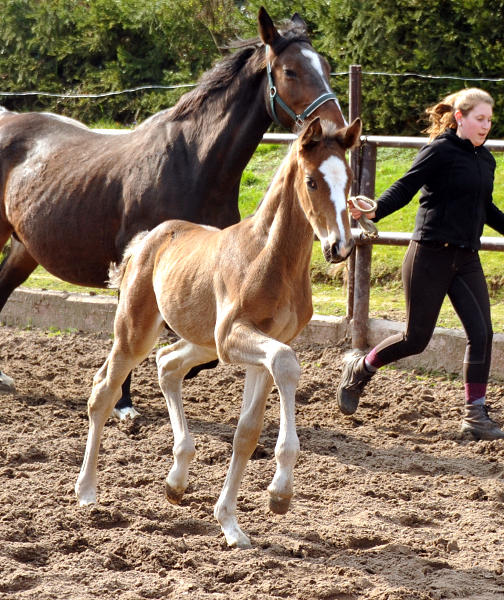 4 Wochen alt Hengstfohlen von Saint Cyr u.d. Princess B von Coriander - Foto: Beate Langels Gestt Hmelschenburg