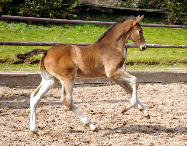 4 Wochen alt Hengstfohlen von Saint Cyr u.d. Princess B von Coriander - Foto: Beate Langels Gestt Hmelschenburg