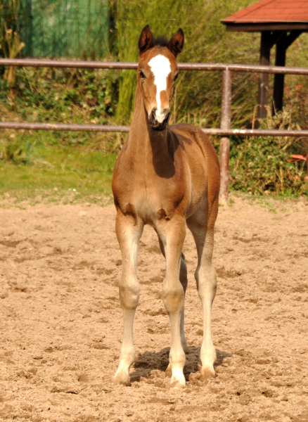 4 Wochen alt Hengstfohlen von Saint Cyr u.d. Princess B von Coriander - Foto: Beate Langels Gestt Hmelschenburg