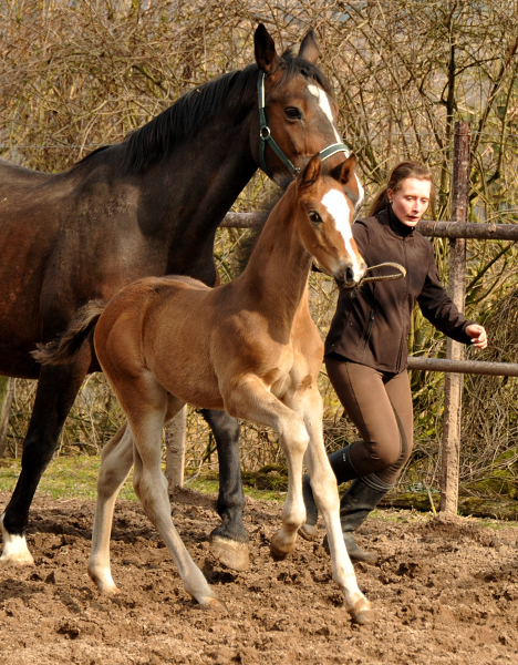 4 Wochen alt Hengstfohlen von Saint Cyr u.d. Princess B von Coriander - Foto: Beate Langels Gestt Hmelschenburg