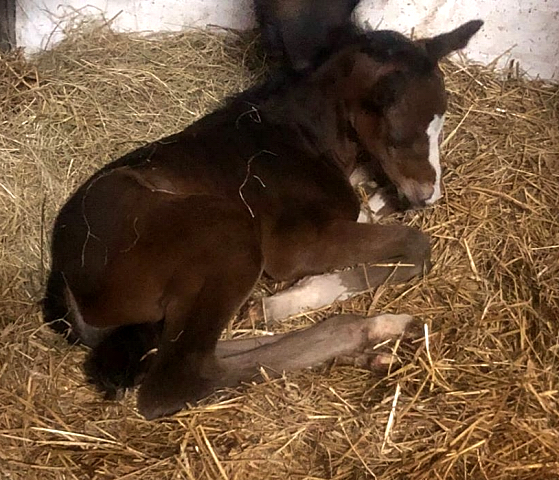 Hengstfohlen von Saint Cyr u.d. Go On v. Latimer, Zchter: Forsthaus Tiergarten