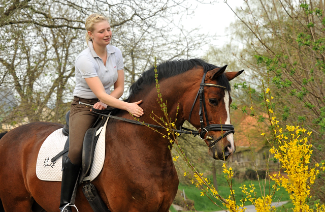 Trakehner Hengst FREUDENFEST v. Tolstoi mit Pia - Trakehner Gestt Hmelschenburg