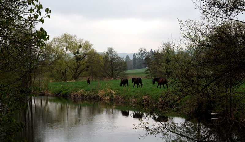 An der Emmer - Gestt Hmelschenburg - Beate Langels