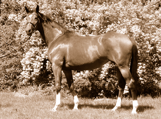 Val de Vienne von Exclusiv u.d. Elitestute Vicenza v. Showmaster - Foto: Beate Langels - Trakehner Gestt Hmelschenburg