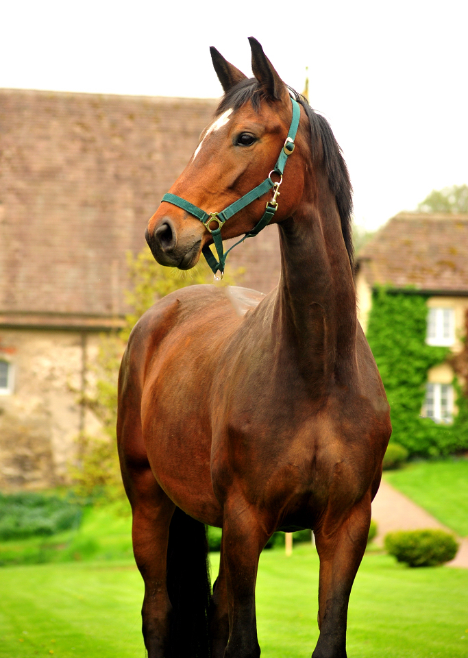 Karidia von Saint Cyr u.d. Pr.St. Karida v. Oliver Twist - Foto: Beate Langels - Trakehner Gestt Hmelschenburg