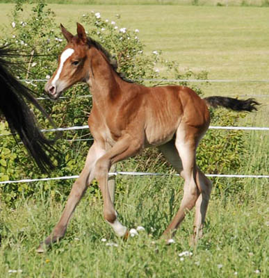 Trakehner Hengstfohlen von Summertime u.d. Hannah v. Le Tigre x u.d. Hera Zadow v. Tolstoi, Foto: Kellmann