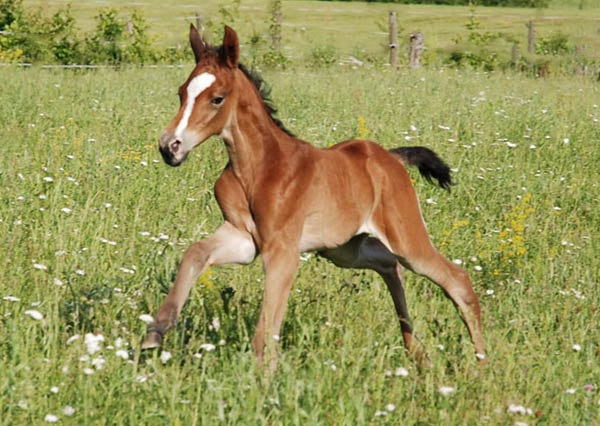 Trakehner Hengstfohlen von Summertime u.d. Hannah v. Le Tigre x u.d. Hera Zadow v. Tolstoi, Foto: Kellmann