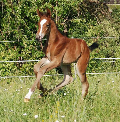 Trakehner Hengstfohlen von Summertime u.d. Hannah v. Le Tigre x u.d. Hera Zadow v. Tolstoi, Foto: Kellmann