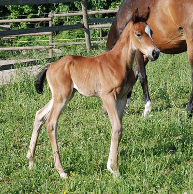 Trakehner Hengstfohlen von Summertime u.d. Hannah v. Le Tigre x u.d. Hera Zadow v. Tolstoi, Foto: Kellmann