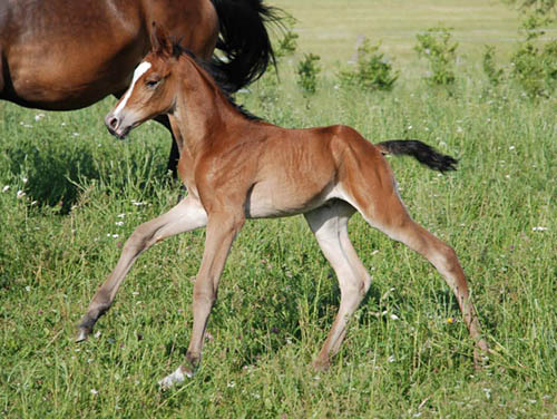 Trakehner Hengstfohlen von Summertime u.d. Hannah v. Le Tigre x u.d. Hera Zadow v. Tolstoi, Foto: Kellmann