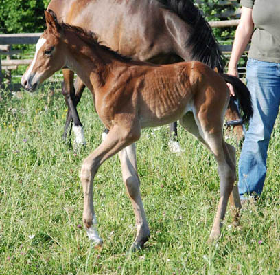 Trakehner Hengstfohlen von Summertime u.d. Hannah v. Le Tigre x u.d. Hera Zadow v. Tolstoi, Foto: Kellmann