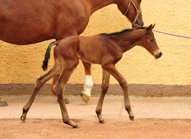 Klassic Moment by His Moment out of Pr.a. StPrSt. Klassic by Freudenfest - Foto: Beate Langels -  
Trakehner Gestt Hmelschenburg