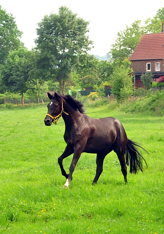 Gacyria als Dreijhrige Ende Mai 2018 - Foto: Beate Langels