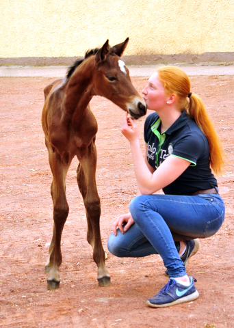 Klassic Moment by His Moment out of Pr.a. StPrSt. Klassic by Freudenfest - Foto: Beate Langels -  
Trakehner Gestt Hmelschenburg