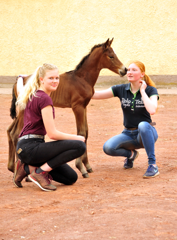 Klassic Moment by His Moment out of Pr.a. StPrSt. Klassic by Freudenfest - Foto: Beate Langels -  
Trakehner Gestt Hmelschenburg