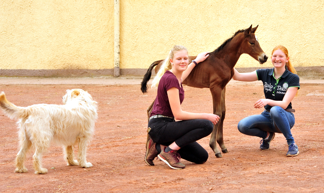 Klassic Moment by His Moment out of Pr.a. StPrSt. Klassic by Freudenfest - Foto: Beate Langels -  
Trakehner Gestt Hmelschenburg