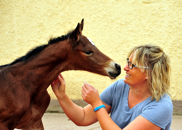 Klassic Moment by His Moment out of Pr.a. StPrSt. Klassic by Freudenfest - Foto: Beate Langels -  
Trakehner Gestt Hmelschenburg