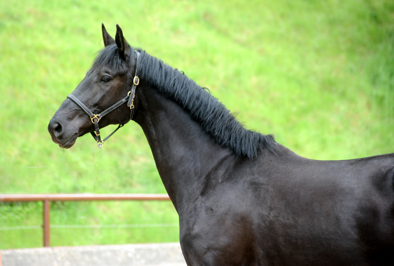 Trs Chic - Trakehner Stute von Schwarzgold u.d. Pr.u.StPrSt. Tacyra v. Saint Cyr  - 
Foto Beate Langels