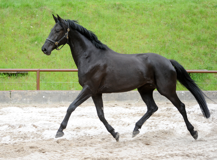 Trs Chic - Trakehner Stute von Schwarzgold u.d. Pr.u.StPrSt. Tacyra v. Saint Cyr  - 
Foto Beate Langels