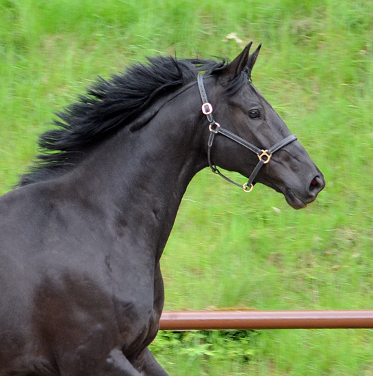 Trs Chic - Trakehner Stute von Schwarzgold u.d. Pr.u.StPrSt. Tacyra v. Saint Cyr - Foto: Beate Langels - Trakehner Gestt Hmelschenburg