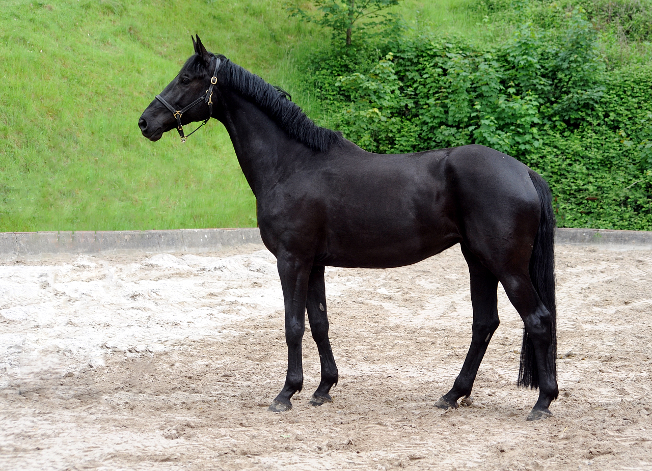 Trs Chic - Trakehner Stute von Schwarzgold u.d. Pr.u.StPrSt. Tacyra v. Saint Cyr  - 
Foto Beate Langels