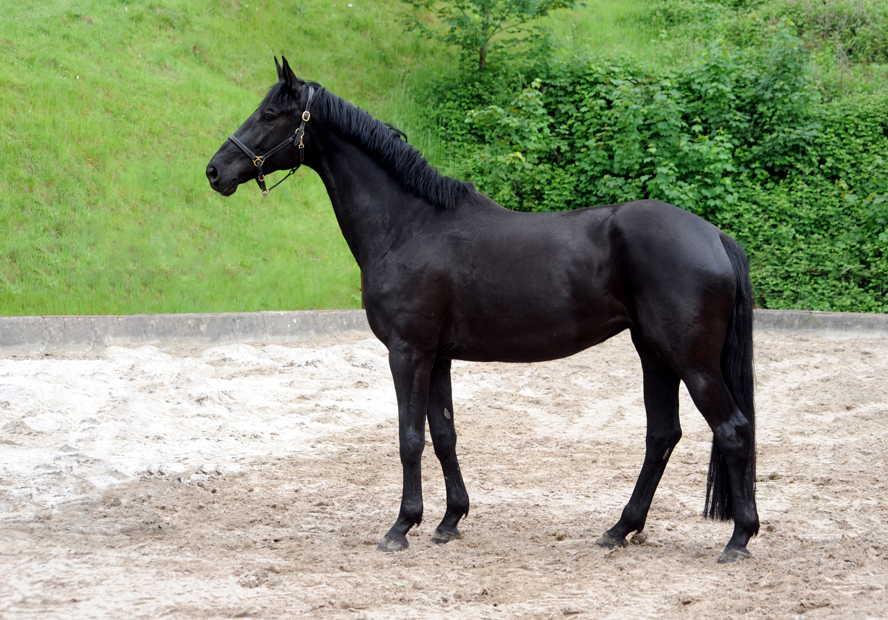 Trs Chic - Trakehner Stute von Schwarzgold u.d. Pr.u.StPrSt. Tacyra v. Saint Cyr  - 
Foto Beate Langels