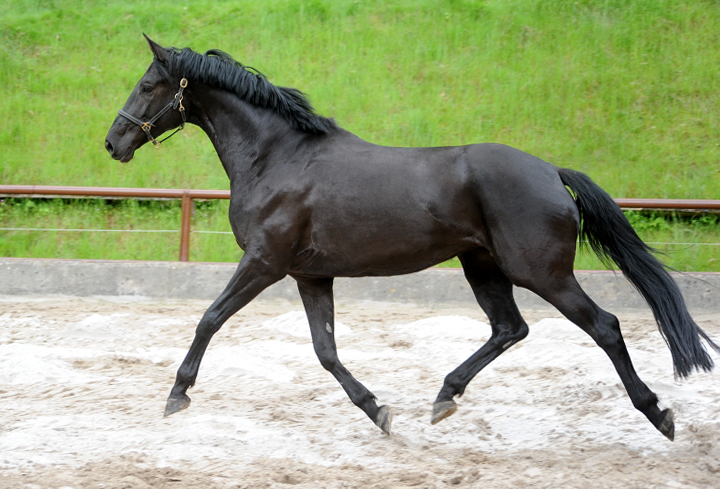 Trs Chic - Trakehner Stute von Schwarzgold u.d. Pr.u.StPrSt. Tacyra v. Saint Cyr  - 
Foto Beate Langels