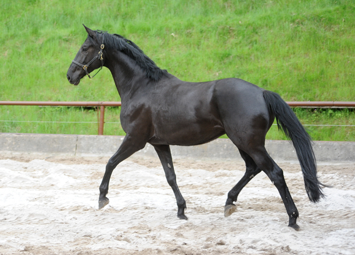 Trs Chic - Trakehner Stute von Schwarzgold u.d. Pr.u.StPrSt. Tacyra v. Saint Cyr  - 
Foto Beate Langels