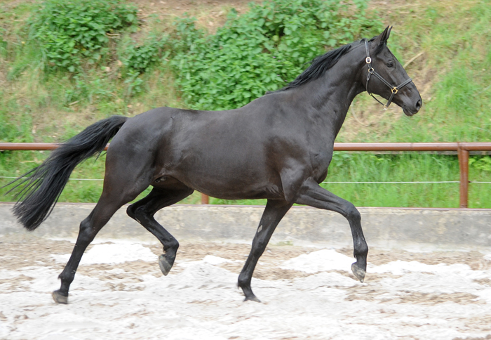 Trs Chic - Trakehner Stute von Schwarzgold u.d. Pr.u.StPrSt. Tacyra v. Saint Cyr  - 
Foto Beate Langels