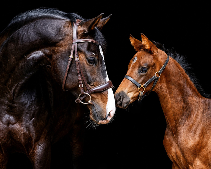Shavalou mit seinem Enkel - Hengstfohlen von Millennium u.d. Pr�mien-, Staatspr�mien- u. Elitestute Kavalou v. Shavalou - 
Trakehner Gest�t H�melschenburg - Foto: S. Beyer