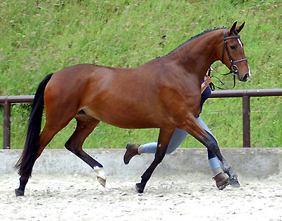 im Juni 2009: Guilmette - Trakehner Stute von Shavalou u.d. St.Pr.St. Guendalina von Red Patrick xx, Gestt Hmelschenburg