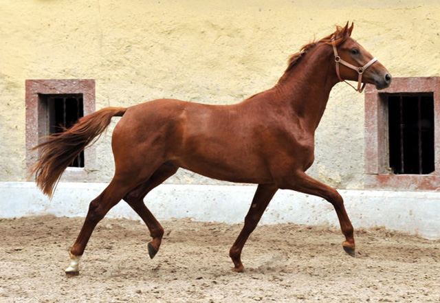 TUDOR v. Iskander - Foto: Beate Langels - Trakehner Gestt Hmelschenburg