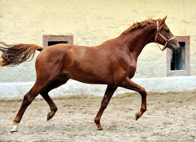 TUDOR v. Iskander - Foto: Beate Langels - Trakehner Gestt Hmelschenburg