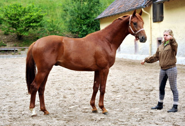 TUDOR v. Iskander - Foto: Beate Langels - Trakehner Gestt Hmelschenburg