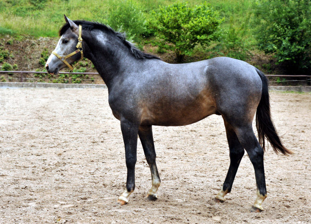 Trakehner Hengst von Saint Cyr u.d. Teatime v. Summertime, Foto: Beate Langels - Trakehner Gestt Hmelschenburg