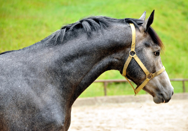 Trakehner Hengst von Saint Cyr u.d. Teatime v. Summertime, Foto: Beate Langels - Trakehner Gestt Hmelschenburg