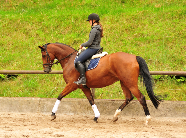  Trakehner Gestt Hmelschenburg - Kabriola v. Freudenfest im Juni 2018 - Foto: Beate Langels